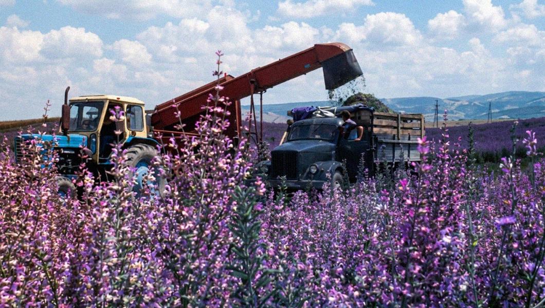 Harvesting Sage in Crimea