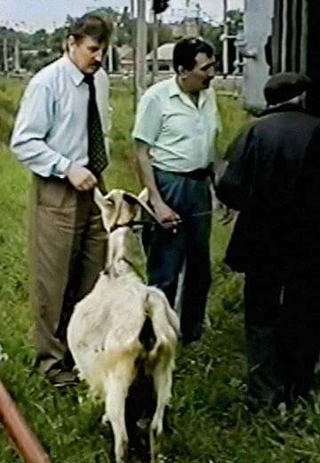 Feature film: shooting an episode with a goat