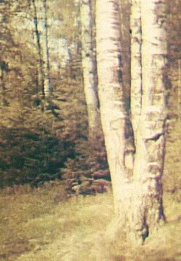 Special feature film "Summer Evening"