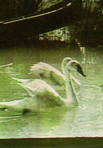 History and Ecology of the Danube Region