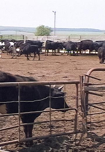 Outbreak of leukemia in cows in Khmelnytskyi region