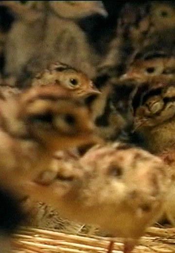 Fauna of the forests of Dnipropetrovsk region