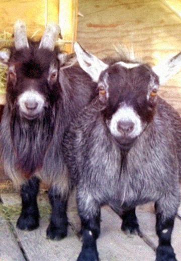 Basics of goat farming in Ternopil region