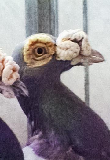 Pigeon Show in Ivano-Frankivsk