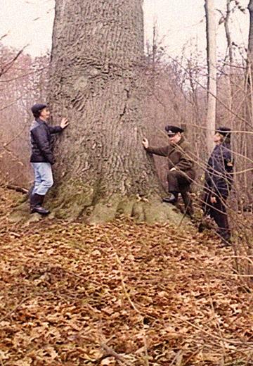 Millennial Oak in Poltava Region