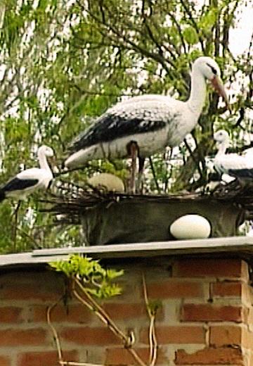 Зелені садиби Мелітопольщини