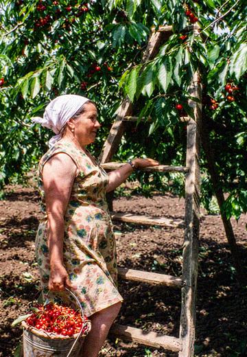 The Cherry Harvest: 1978