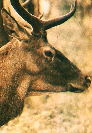 Карпатський біосферний заповідник 