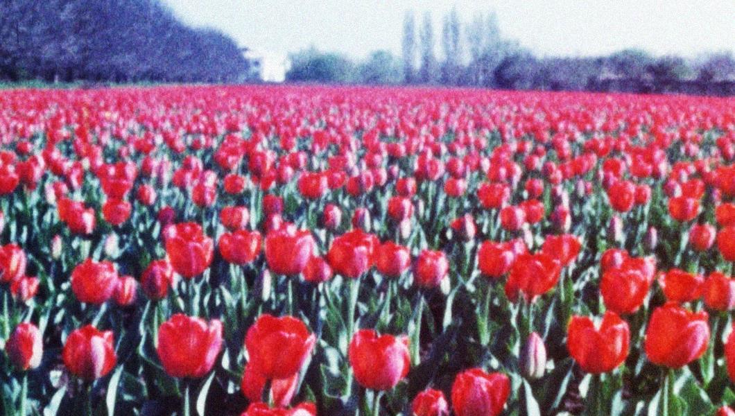Цвітуть тюльпани: 1976 рік