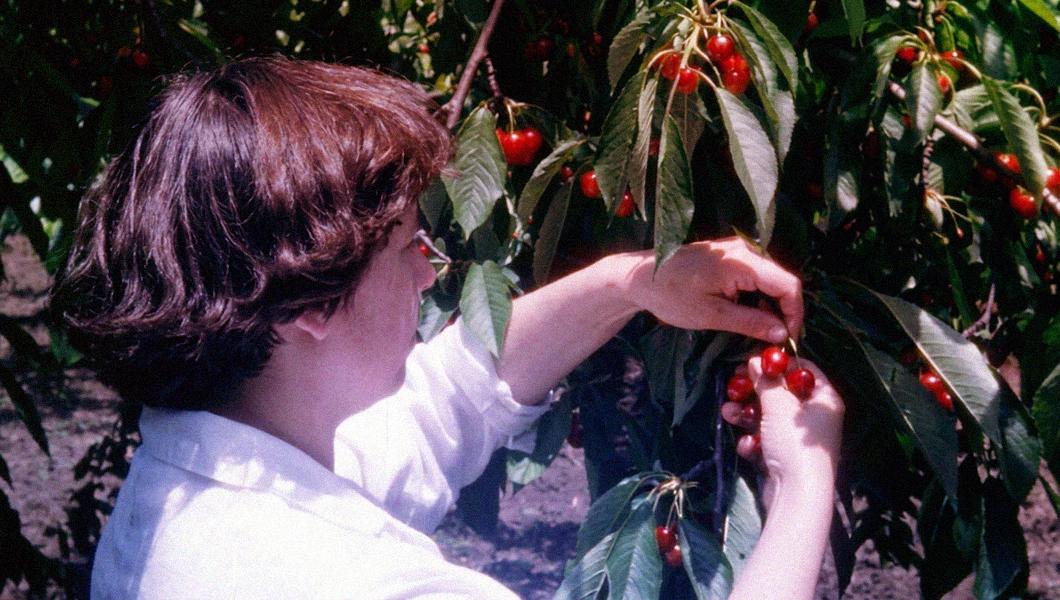 The Cherry Harvest: 1978