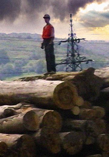 Timber smuggling