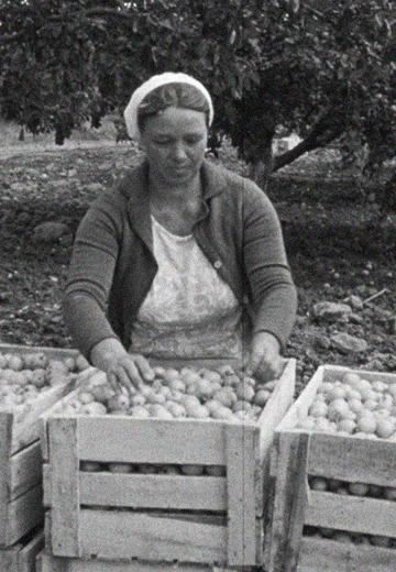 Урожай фруктів: 1976 рік