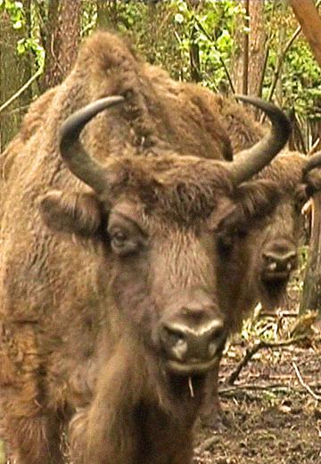Bison population in Lviv region