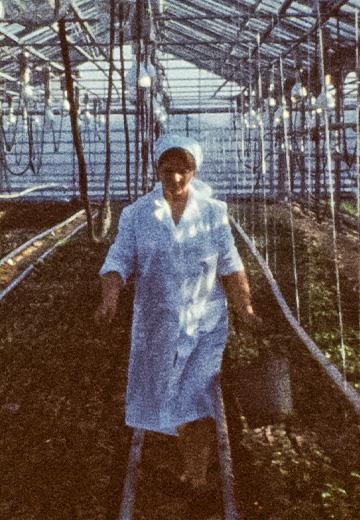 Радгосп "Приміський": 1977 рік