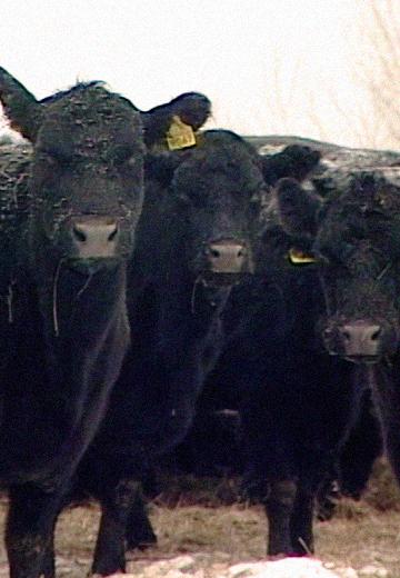 Dairy farm in Chernihiv region