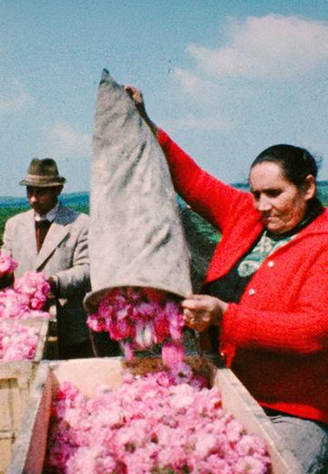 Rose Picking in Crimea