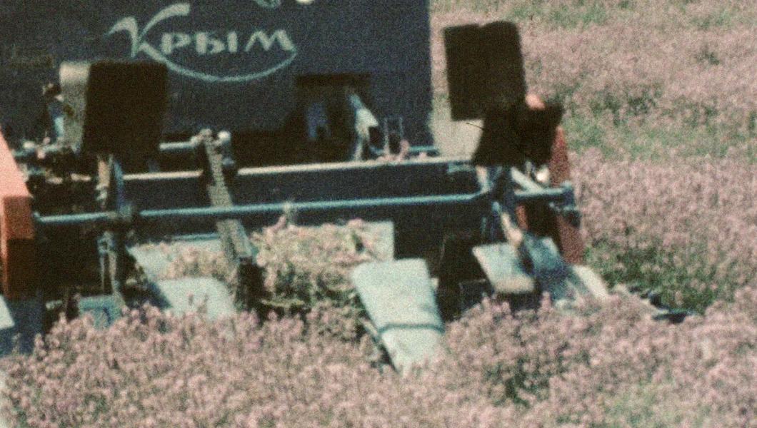 Lavender fields: Crimea, 1977