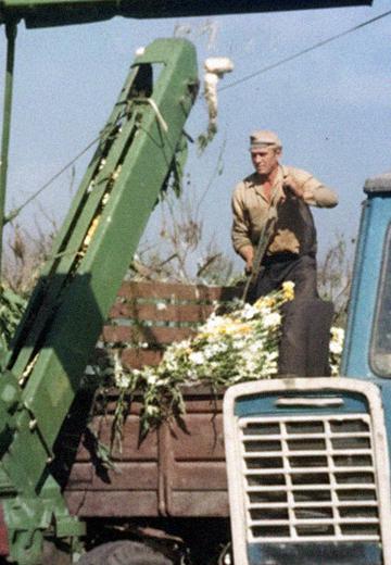 Corn Harvest