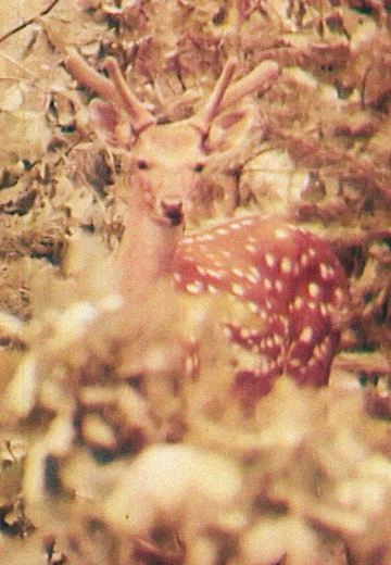 Природа українських лісів