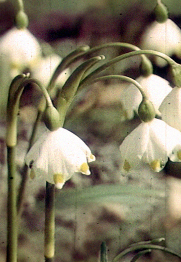 Кінозамальовка "Весна йде!"