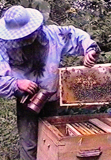 Розвиток бджолярства на Хмельниччині 