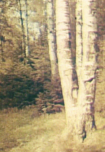 Special feature film "Summer Evening"