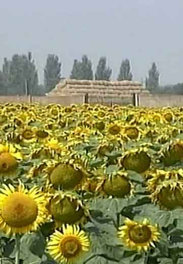 "Мандруємо разом": Чкалове, 2008