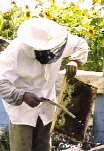 Запорізькі пасічники 