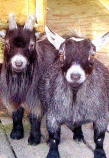 Basics of goat farming in Ternopil region