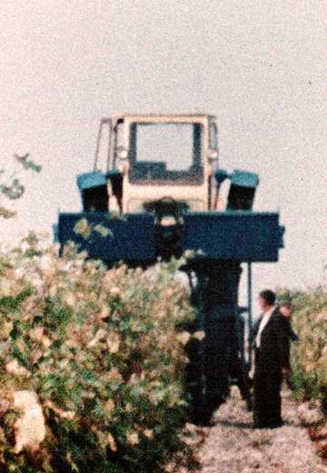 Збирання винограду: Крим, 1978 рік
