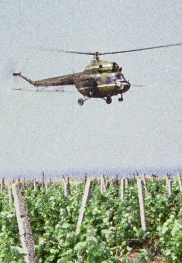 Vineyards: 1976