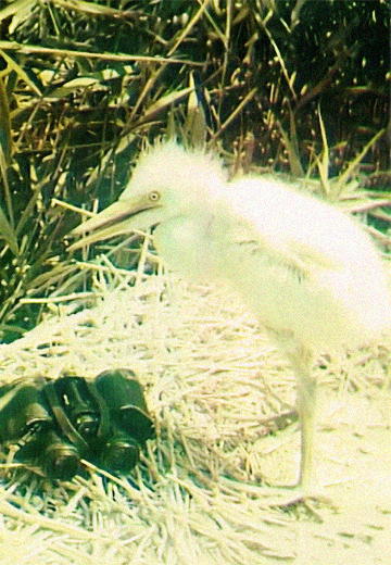 Swan Islands Reserve