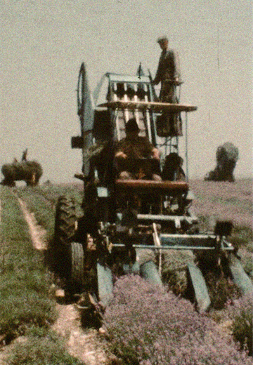 Lavender fields: Crimea, 1977