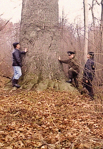 Millennial Oak in Poltava Region