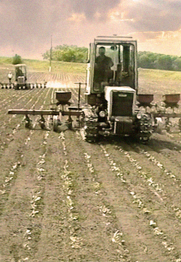 Growing sugar beets