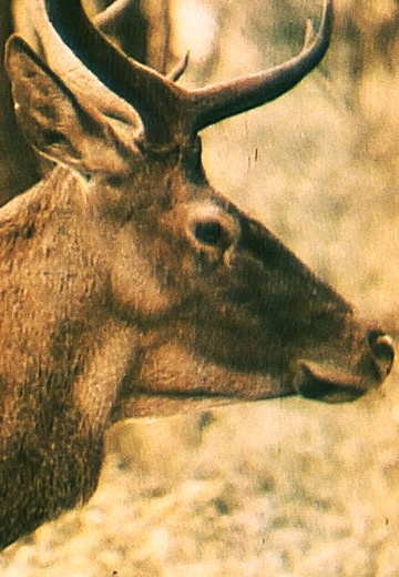 Карпатський біосферний заповідник 