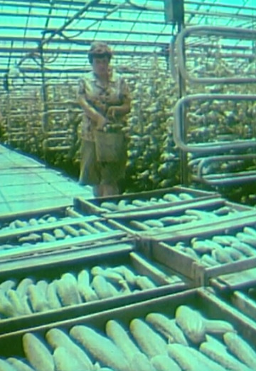 "Щедра нива": ужгородські теплиці