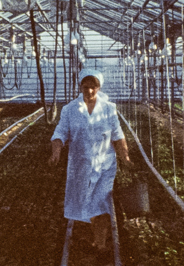 Радгосп "Приміський": 1977 рік