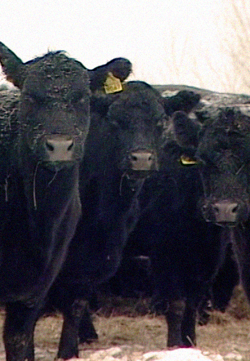 Dairy farm in Chernihiv region