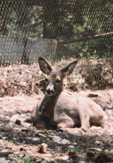 Крим заповідний: 1978 рік