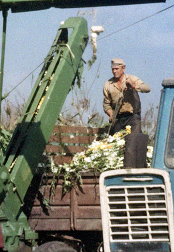Corn Harvest