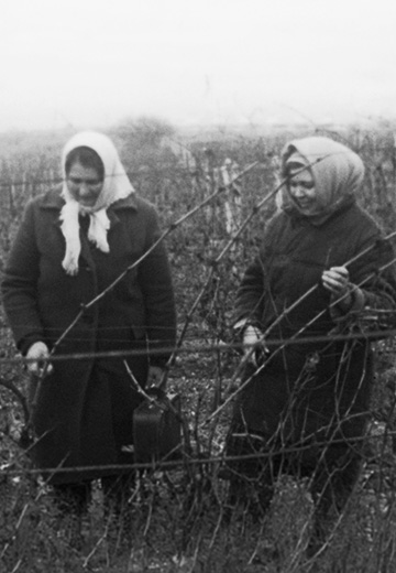 Foreman of winegrowers
