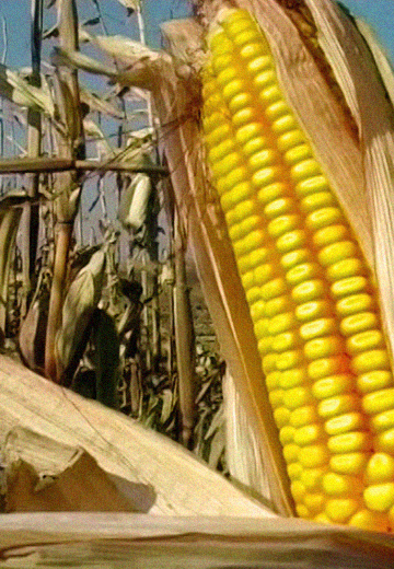 Агрофірма "Вікторія"